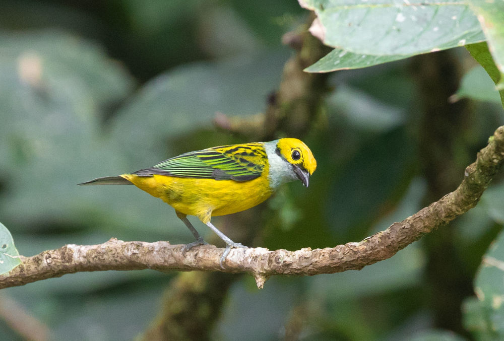 Silver-throated Tanager